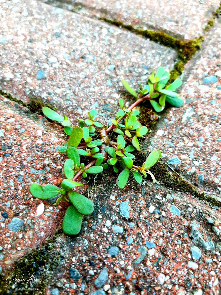 Plant | Photo by Sohaila Ibrahim